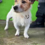 Jack Russel Terrier Toby, 10/2016, ca. 30 cm