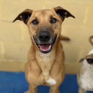 Malinois Mischling Tom, 12/2022, ca. 65 cm