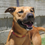 Malinois Mischling Tom, 12/2022, ca. 65 cm