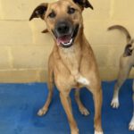 Malinois Mischling Tom, 12/2022, ca. 65 cm