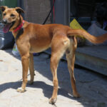 Malinois Mischling Tom, 12/2022, ca. 65 cm