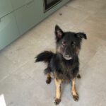 Schäferhund Mischling Trueno, 03/2024, ca. 60 cm, 84452 Mühldorf