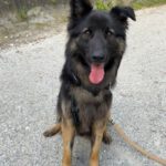 Schäferhund Mischling Trueno, 03/2024, ca. 60 cm, 84452 Mühldorf