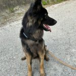 Schäferhund Mischling Trueno, 03/2024, ca. 60 cm, 84452 Mühldorf