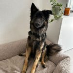 Schäferhund Mischling Trueno, 03/2024, ca. 60 cm, 84452 Mühldorf