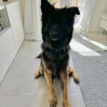 Schäferhund Mischling Trueno, 03/2024, ca. 60 cm, 84452 Mühldorf