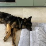 Schäferhund Mischling Trueno, 03/2024, ca. 60 cm, 84452 Mühldorf