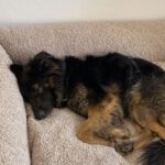 Schäferhund Mischling Trueno, 03/2024, ca. 60 cm, 84452 Mühldorf