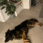 Schäferhund Mischling Trueno, 03/2024, ca. 60 cm, 84452 Mühldorf
