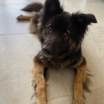 Schäferhund Mischling Trueno, 03/2024, ca. 60 cm, 84452 Mühldorf