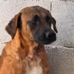 Malinois Mischling Turca, 12/2023, ca. 60 cm