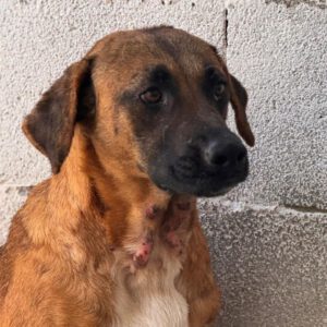 Malinois Mischling Turca, 12/2023, ca. 60 cm