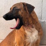 Malinois Mischling Turca, 12/2023, ca. 60 cm