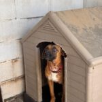 Malinois Mischling Turca, 12/2023, ca. 60 cm