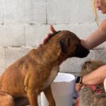 Malinois Mischling Turca, 12/2023, ca. 60 cm
