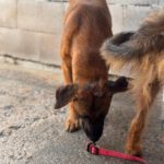 Malinois Mischling Turca, 12/2023, ca. 60 cm