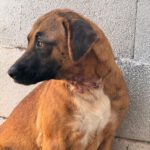 Malinois Mischling Turca, 12/2023, ca. 60 cm