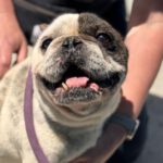 Franz. Bulldogge Ulises, 04/2015, ca. 35 cm