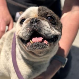Franz. Bulldogge Ulises, 04/2015, ca. 35 cm