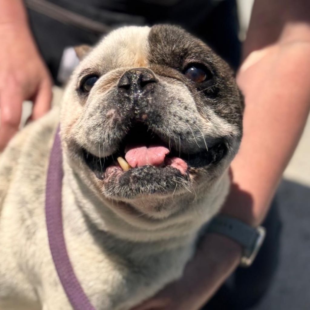 Franz. Bulldogge Ulises, 04/2015, ca. 35 cm