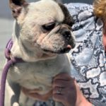Franz. Bulldogge Ulises, 04/2015, ca. 35 cm