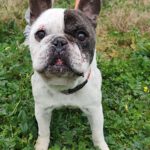 Franz. Bulldogge Ulises, 04/2015, ca. 35 cm