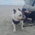 Franz. Bulldogge Ulises, 04/2015, ca. 35 cm