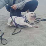 Franz. Bulldogge Ulises, 04/2015, ca. 35 cm
