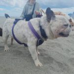 Franz. Bulldogge Ulises, 04/2015, ca. 35 cm