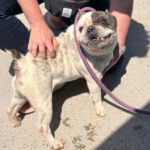 Franz. Bulldogge Ulises, 04/2015, ca. 35 cm