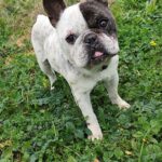 Franz. Bulldogge Ulises, 04/2015, ca. 35 cm