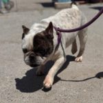 Franz. Bulldogge Ulises, 04/2015, ca. 35 cm