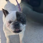 Franz. Bulldogge Ulises, 04/2015, ca. 35 cm