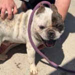 Franz. Bulldogge Ulises, 04/2015, ca. 35 cm