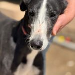 Galgo Unico De Debe, 05/2023, ca. 65 cm