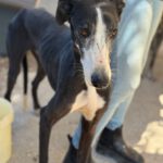 Galgo Unico De Debe, 05/2023, ca. 65 cm