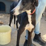 Galgo Unico De Debe, 05/2023, ca. 65 cm