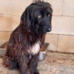 Wasserhund Mischling Ursula, 04/2023, ca. 45 cm