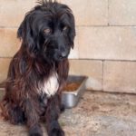 Wasserhund Mischling Ursula, 04/2023, ca. 45 cm