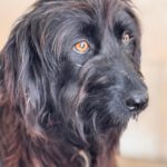 Wasserhund Mischling Ursula, 04/2023, ca. 45 cm