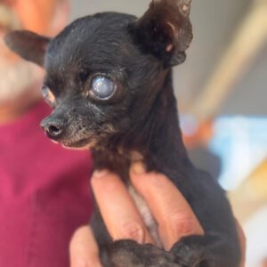 Chihuahua Violeta, 05/2015, ca. 20 cm