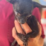 Chihuahua Violeta, 05/2015, ca. 20 cm