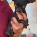 Chihuahua Violeta, 05/2015, ca. 20 cm
