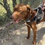 Podenco Wilka, 08/2021, ca. 50 cm
