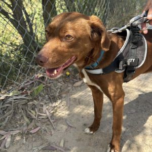 Podenco Wilka, 08/2021, ca. 50 cm