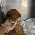 Podenco Wilka, 08/2021, ca. 50 cm