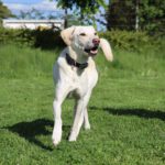 Labrador Mischling Willy, 02/2022, ca. 55 cm, 42477 Radevormwald