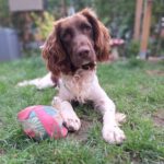 Spaniel Mischling Yako, 09/2023, ca. 45 cm