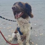 Spaniel Mischling Yako, 09/2023, ca. 45 cm