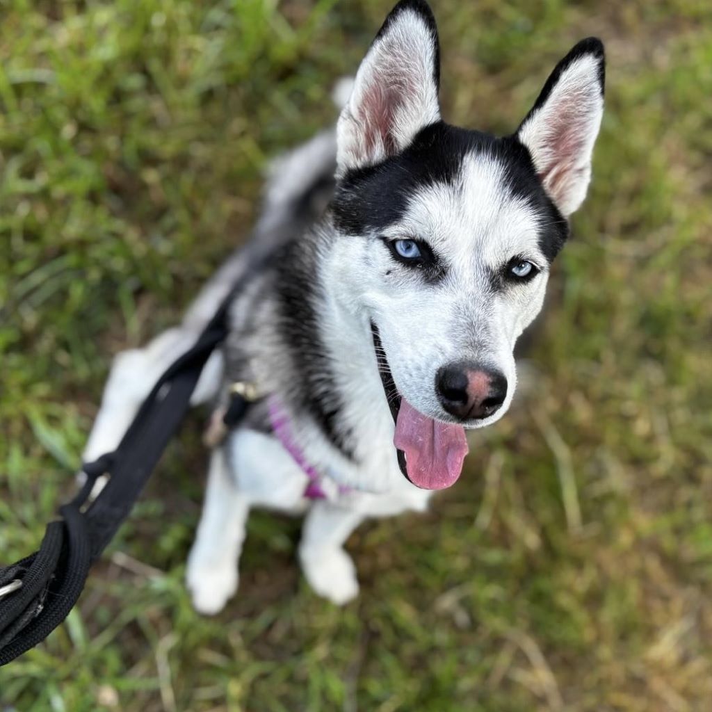 Husky Yara, 10/2024, Endgröße ca. 58 cm, 61381 Friedrichsdorf